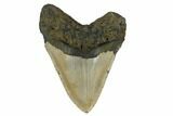Fossil Megalodon Tooth - North Carolina #172588-2